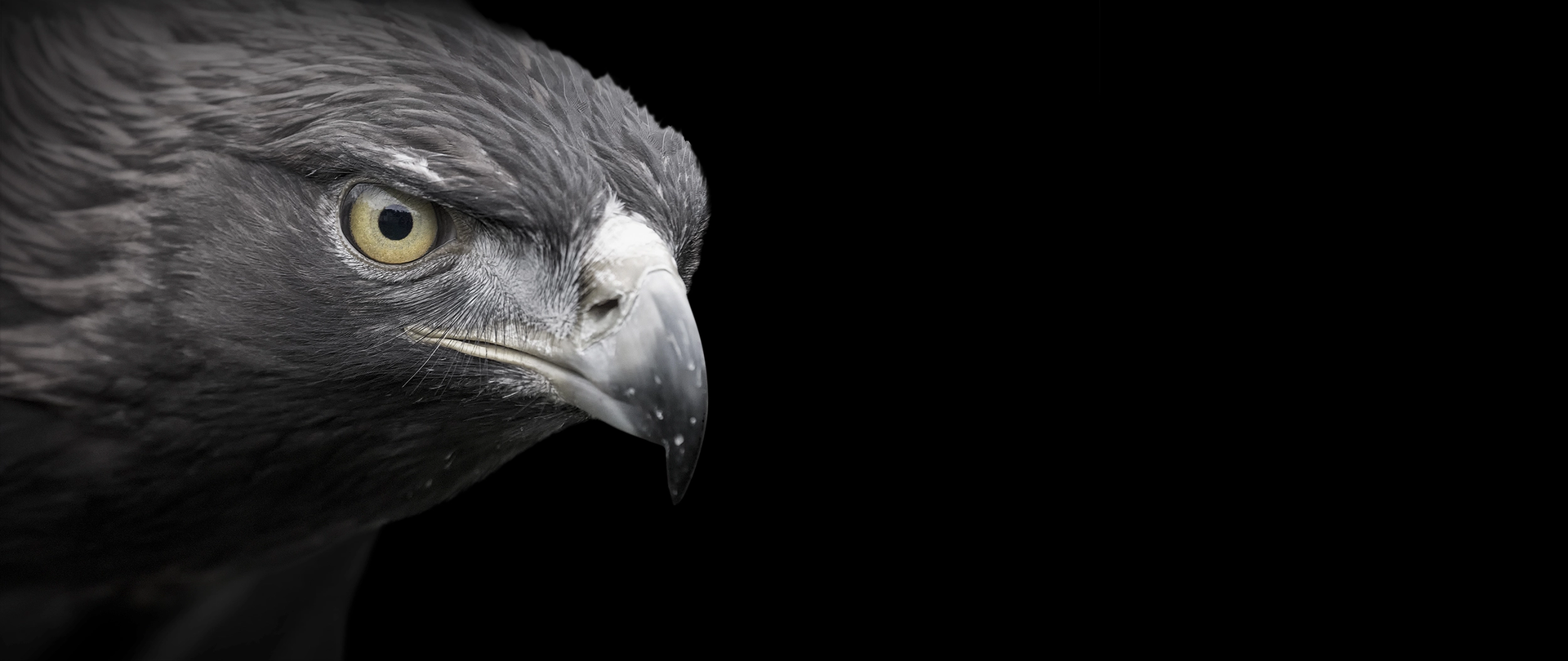 Key Visual CataRhex 3 Adler Eagle of the CataRhex 3