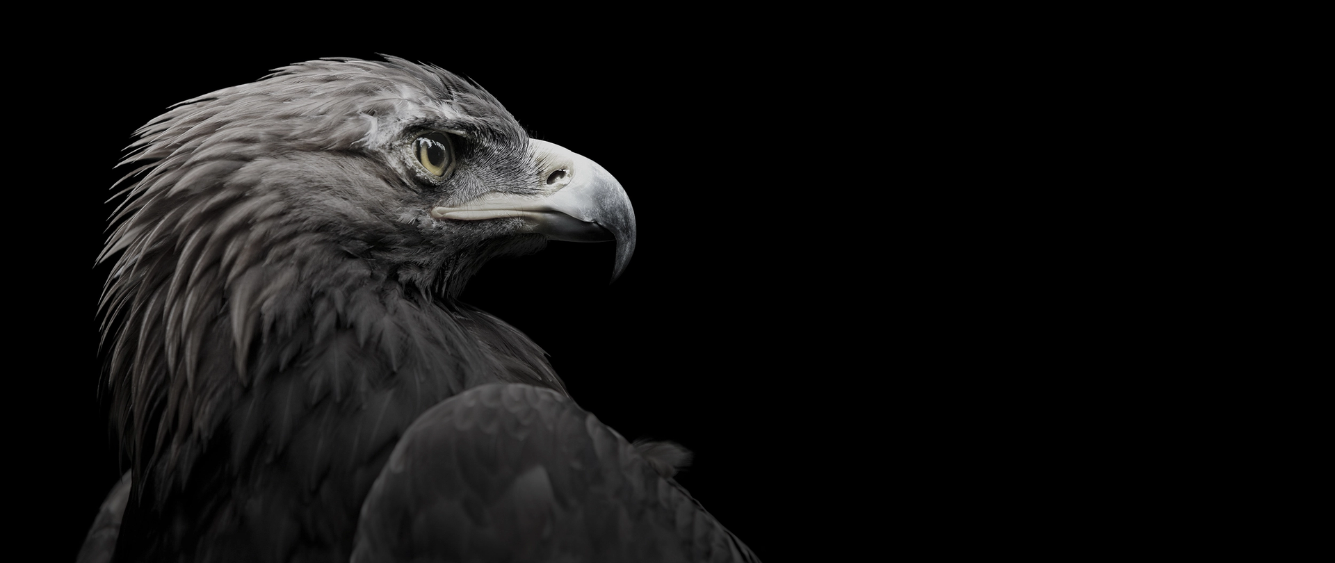 Key Visual Faros Adler Adler des Faros