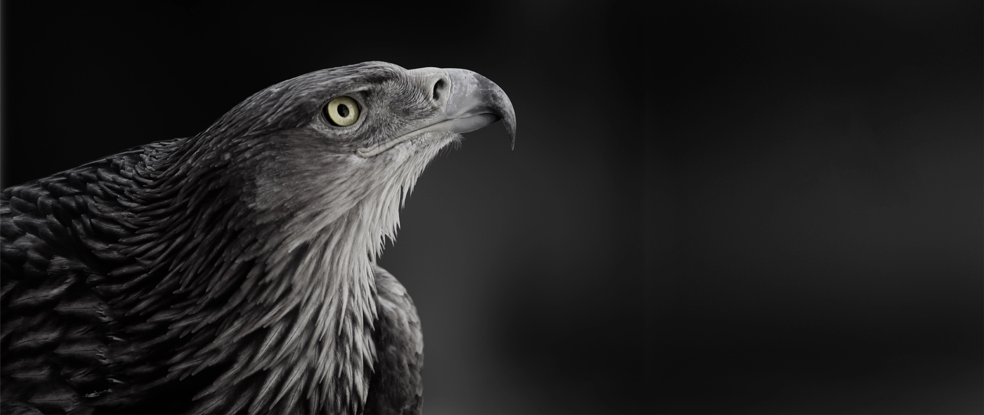 Eagle of the OS 4 Key Visual OS 4 Eagle